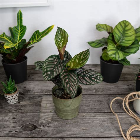 Calathea sanderiana - Mała Szklarnia