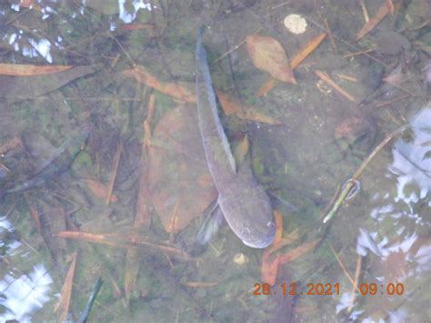 Striped Snakehead From Lim Chu Kang Singapore On December At