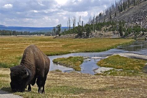 What Do Bison Eat? (Everything About Its Diet) - Floofmania