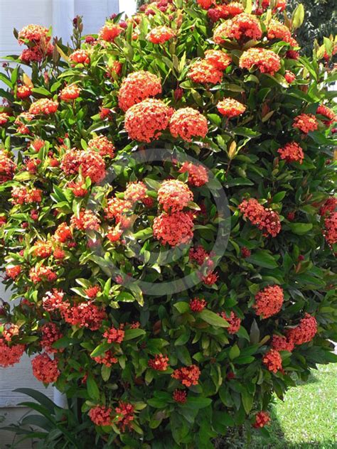 Ixora Prince Of Orange Prince Of Orange Information And Photos