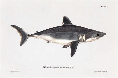 Porbeagle, female (1836 - 1857) | Free Photo Illustration - rawpixel