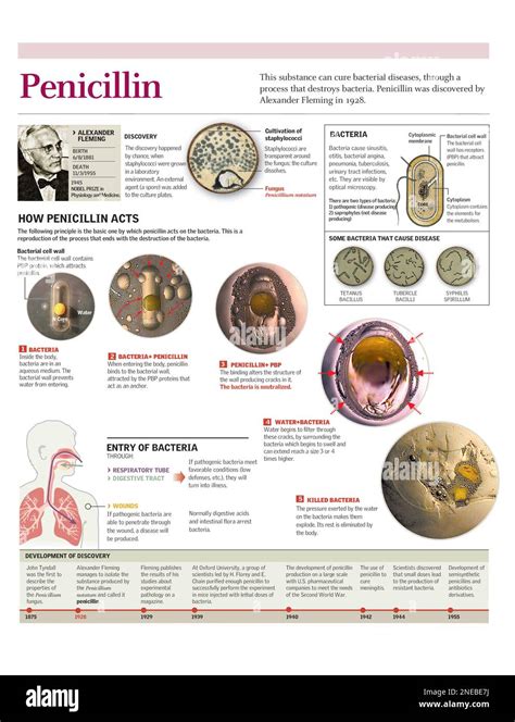 Story Of Penicillin Discovery