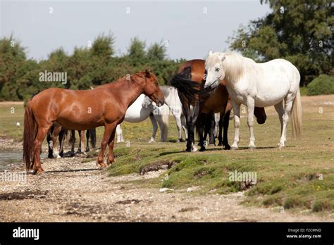 Wild Horses In New Forest Stock Photo Alamy