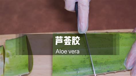 [asmr] 必听！超“爽”芦荟与芦荟胶按摩的声音伴你入眠 Aloe Vera Sounds And Aloe Vera Gel Massage