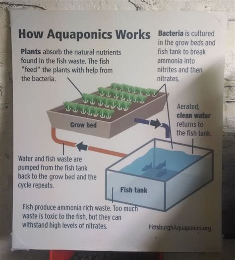 Aquaponic Infographics Google Search