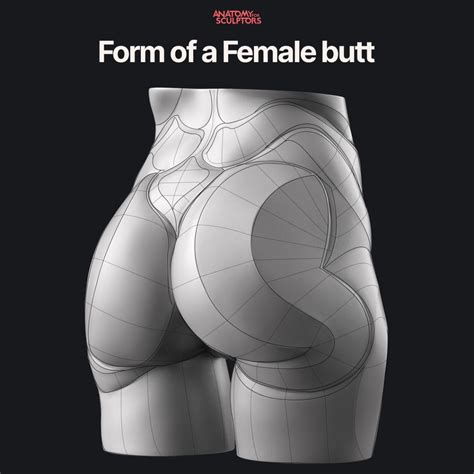 From Of A Female Butt By Anatomy For Sculptors Body Reference Drawing