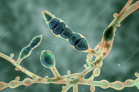 Microsporum audouinii fungus, illustration - Stock Image - F036/7225 ...