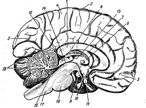 Анатомия мозга схема