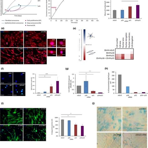 Deep Senescence Ds In Primary Adult Human Mammary Fibroblasts Is