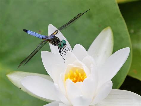 Blue Dasher Dragonfly On A Water Lily Photograph By David Byron Keener