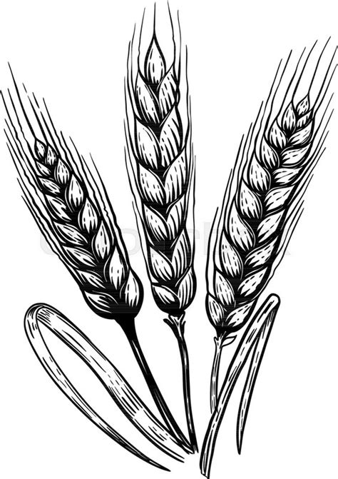 Wheat Plant Drawing | Free download on ClipArtMag