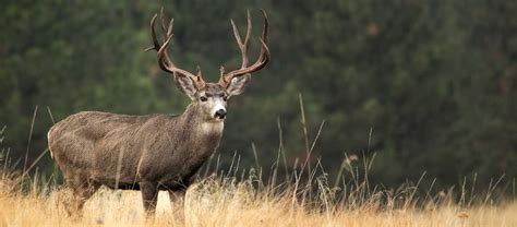 Chronic Wasting Disease