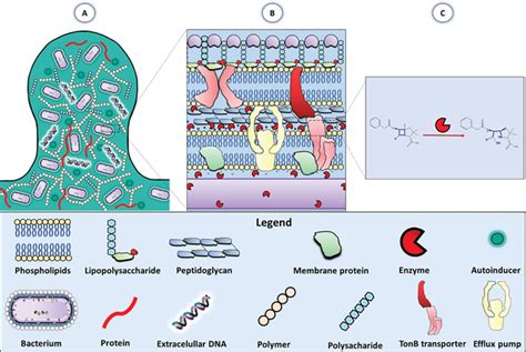 Biological barriers that affect bacterial bioavailability. A) The ...