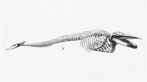 Killer Whale Skeleton Diagram