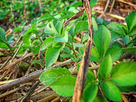 Free Images Tree Forest Branch Leaf Flower Food Green Jungle