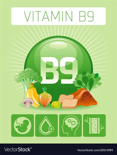 Folic Acid Vitamin B9 Rich Food Icons Healthy Vector Image