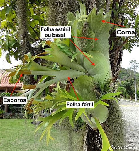 Chifre De Veado Platycerium Flores E Folhagens