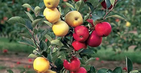 How to Grow Multiple Different Fruits on One Tree - SHTFPreparedness