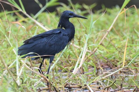 African Bird Club