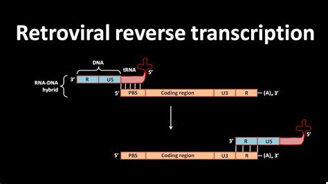 Reverse Transcription In Retrovirus YouTube