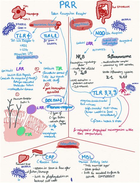 SOLUTION Immunology Notes Studypool