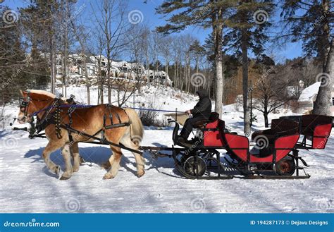 Team Of Horses Pulling A Sleigh In The Snow Stock Image Image Of