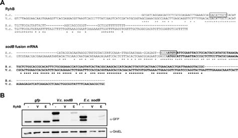 Li As A Host To Assay Heterologous Srnatarget Interactions A