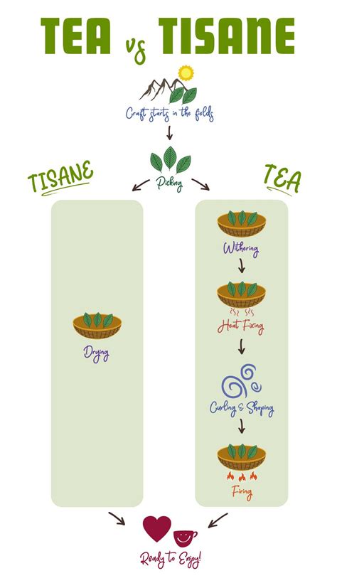 Tea vs Tisane: Is There a Difference? - Blog