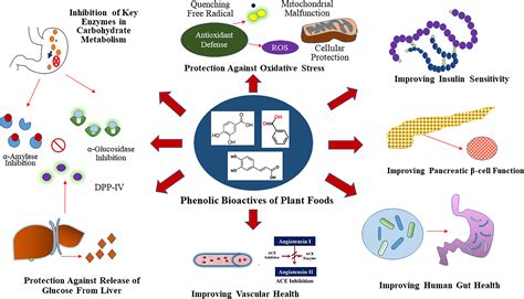 Frontiers Phenolic Bioactives From Plant Based Foods For Glycemic Control