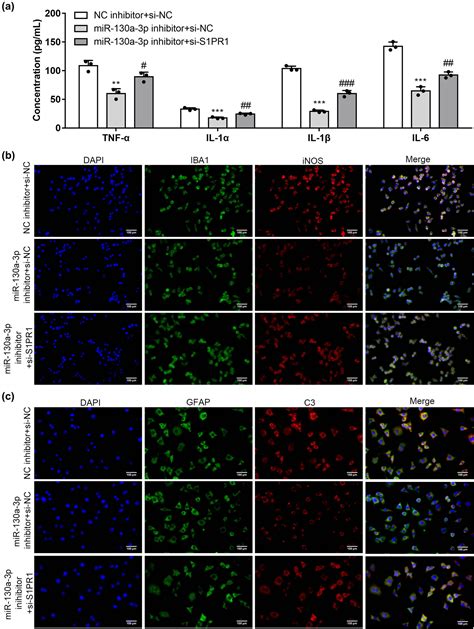 MiRNA 130a 3p Targets Sphingosine 1 Phosphate Receptor 1 To Activate