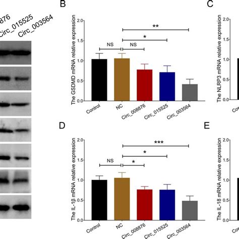 Exploration Of Circ 003564 Circ 015525 Circ 008876 Overexpression On