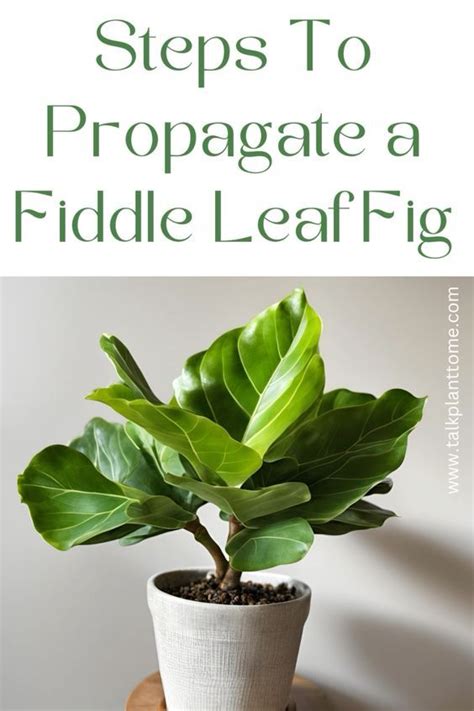 Steps To Propagate A Fiddle Leaf Fig Step By Step Guide To Propagating Fiddle Leaf Figs For