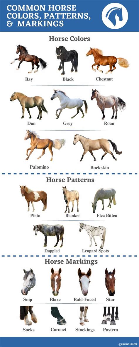 Horse Colors Infographic: 21 Common Types with Pictures