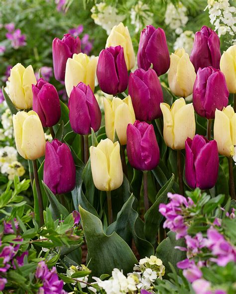 Tulpe Tulipa Sunny Prince Purple Bild Kaufen 13691876