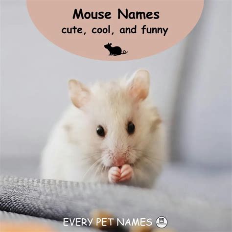 Good Mouse Names Cute Cool And Funny Every Pet Names