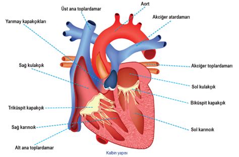 Kalp Kalbin Yapısı Kalbin Görevi Kalbin İşleyişi Fikir Gen Tr