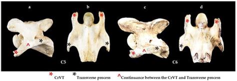 Animals Free Full Text Characterization Of The Caudal Ventral