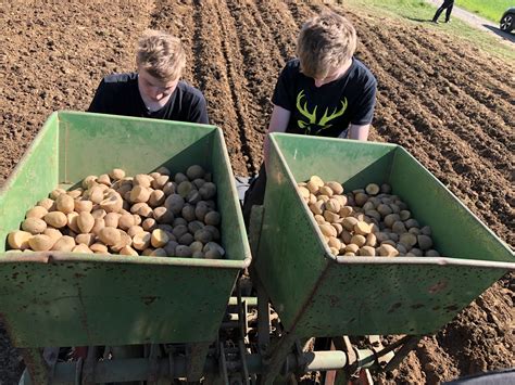 Kartoffeln Legen Biohof Jockel