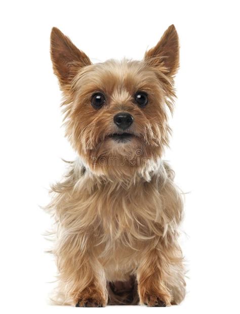 Dog Beaver Yorkshire Terrier Stock Photo Image Of Little Yorkshire