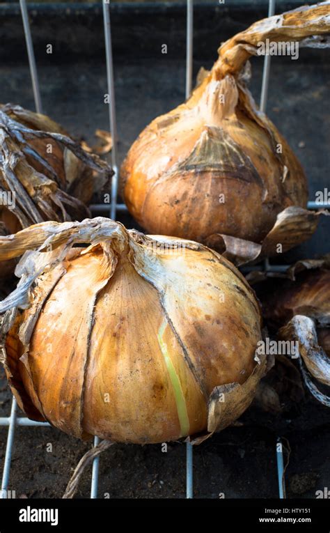 Home Grown Onions Hi Res Stock Photography And Images Alamy