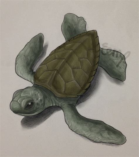 Baby Sea Turtle Drawing At Getdrawings Free Download