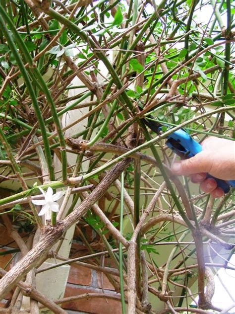 pruning jasmine | Tikorangi The Jury Garden