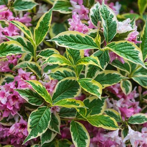 Have A Question About Spring Hill Nurseries Pink Splash Weigela Live