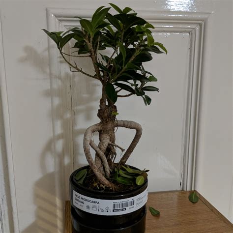 Ficus Microcarpa Ginseng Curtain Fig Ginseng In Gardentags Plant