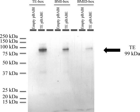 Streptavidin Biotin Assay Of Dna Bound To The Twist1 E12 Complex In Download Scientific