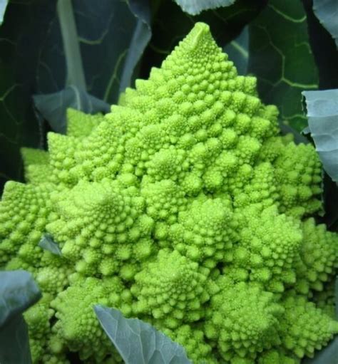 Chou Romanesco Kg Graine D Id