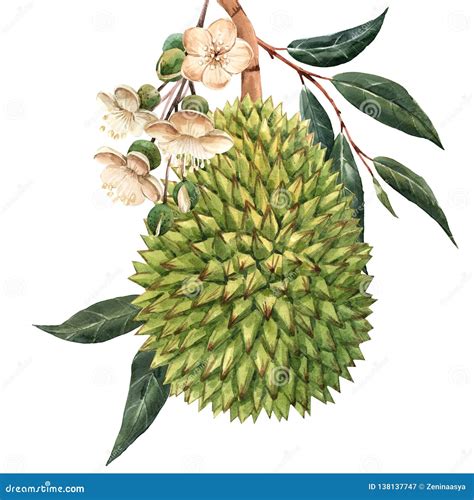 Watercolor Durian Tropical Fruit Illustrtion Stock Illustration