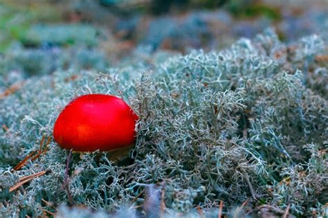 Premium Photo Amanita Muscaria Red Poisonous Fly Agaric Mushroom In