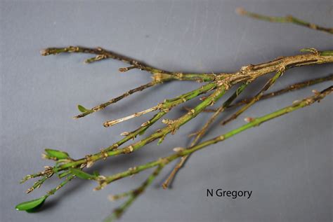 boxwood | Plant Diagnostic Health Topics