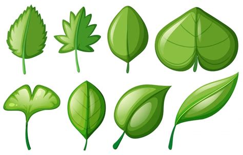 Leaf Cartoon Images Free Download On Freepik